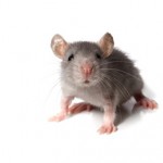Chinese-astrological-monthly-update-Rat