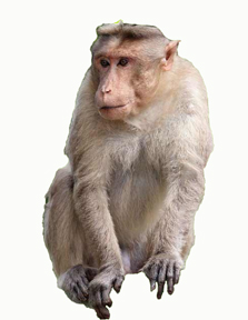 Chinese-astrological-monthly-update-monkey