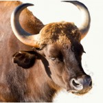 Chinese-astrological-monthly-update-ox