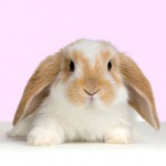 Chinese-astrological-monthly-update-rabbit