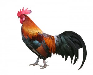 Chinese-astrological-monthly-update-rooster