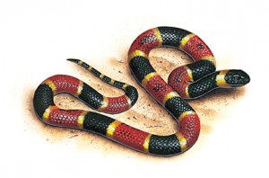 Chinese-astrological-monthly-update-Snake